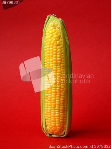 Image of Single ear of corn