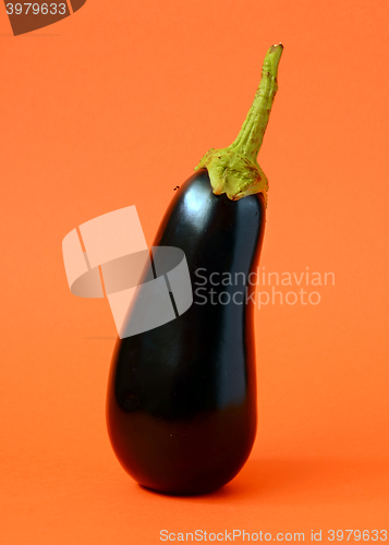 Image of One fresh eggplant