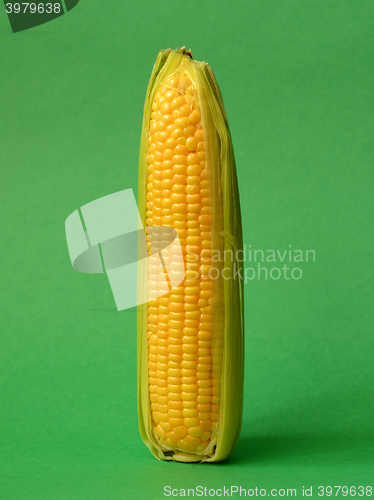 Image of Single ear of corn