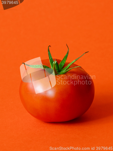 Image of One ripe tomato