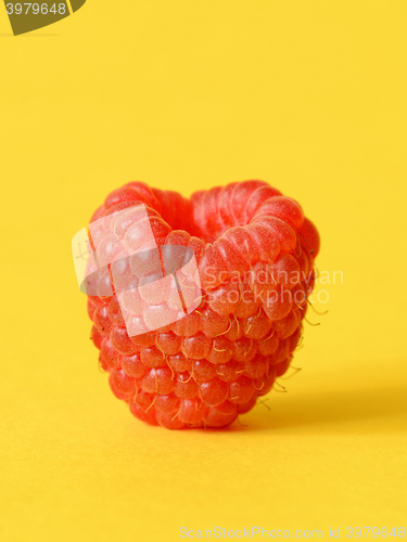 Image of One fresh raspberry