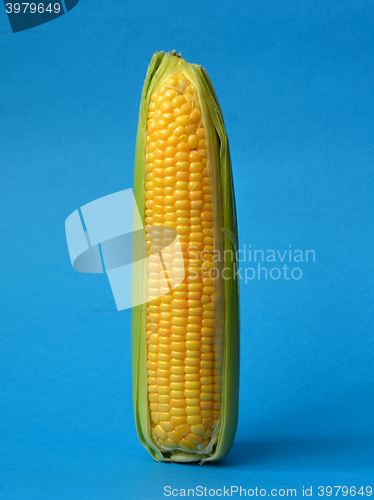 Image of Single ear of corn