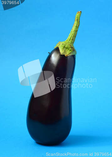Image of One fresh eggplant