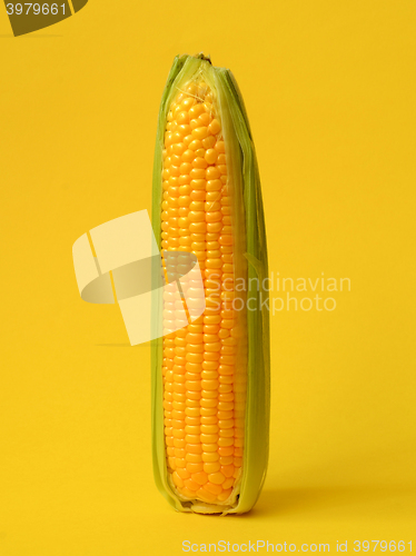 Image of Single ear of corn