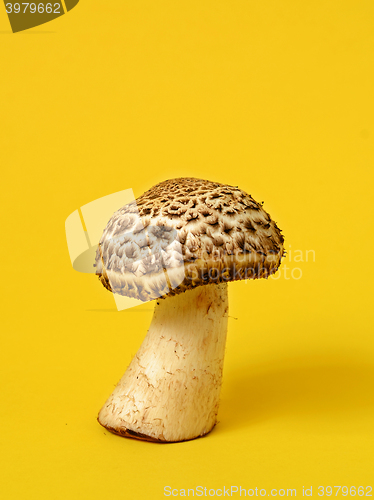 Image of Single wild mushroom