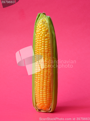 Image of Single ear of corn