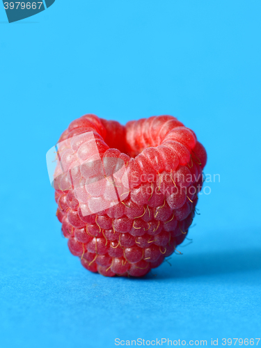 Image of One fresh raspberry