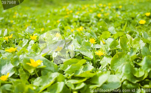 Image of spring yellow flowers