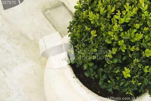 Image of Plant in big ceramic pot