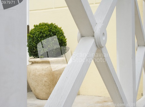 Image of Plant in big ceramic pot