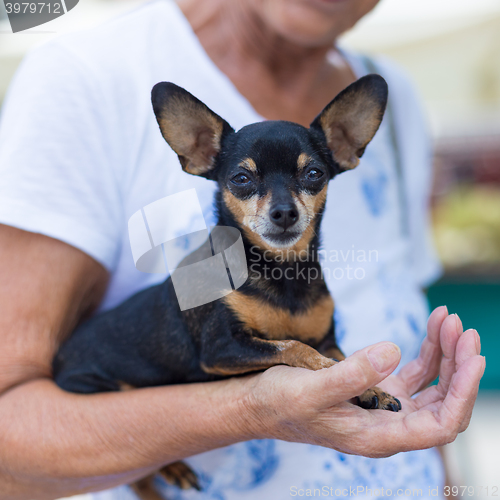 Image of Miniature pinscher dog in old lady lap.