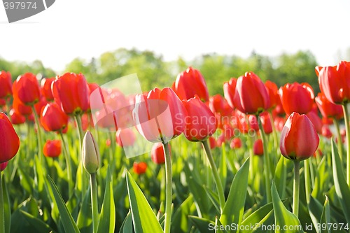 Image of red tulips