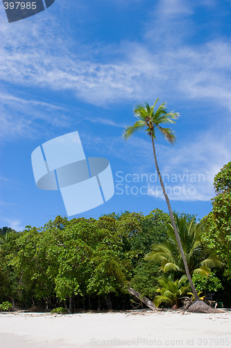 Image of Palm Tree at the Beach