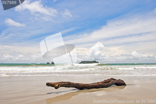 Image of Log at the Beach