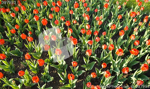Image of red tulips field