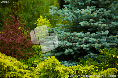 Image of green prickly branches of a fur-tree or pine