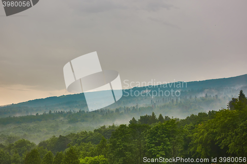 Image of Forested mountain slope in low lying cloud with the evergreen conifers