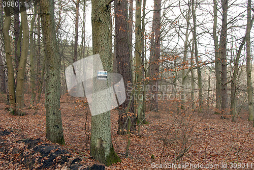Image of mark in the forest