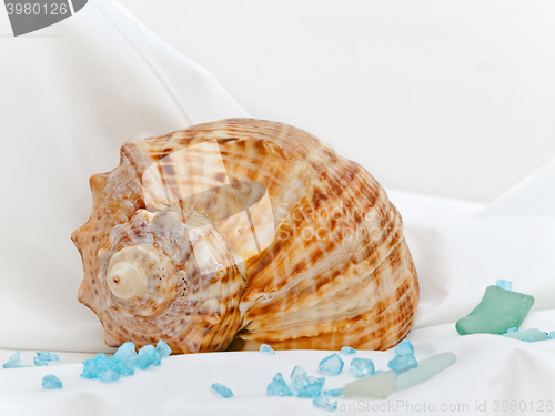 Image of Marine Decor