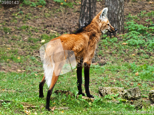 Image of Maned Wolf