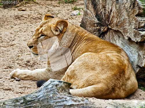 Image of Lioness 