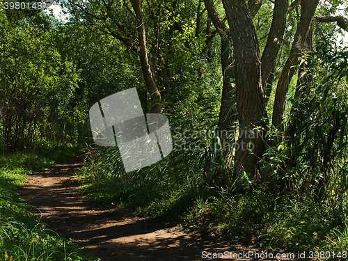 Image of Forest 