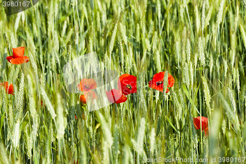 Image of Red poppy flowers  