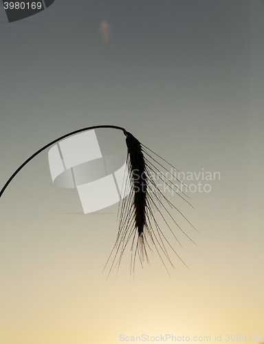 Image of silhouette ears of rye at sunset  