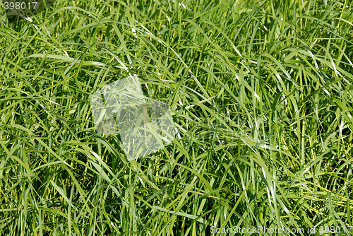 Image of grass meadow