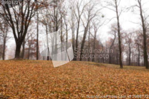 Image of Autumn Park, overcast  