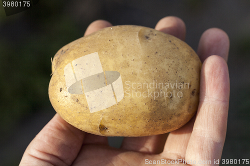 Image of Potatoes in hand  