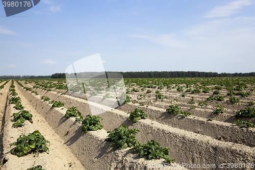 Image of Agriculture,   potato field  