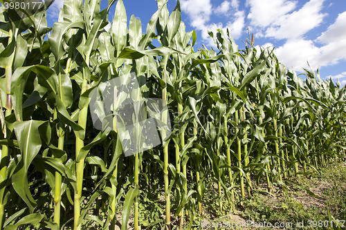 Image of corn field, agriculture 