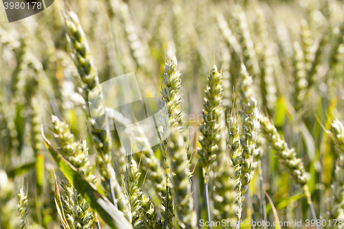 Image of agricultural field wheat  