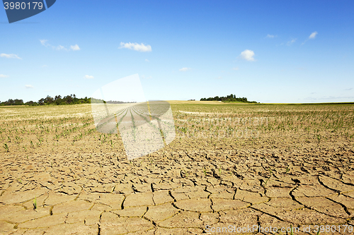 Image of Corn field, summer  