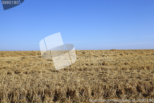 Image of farm field cereals  