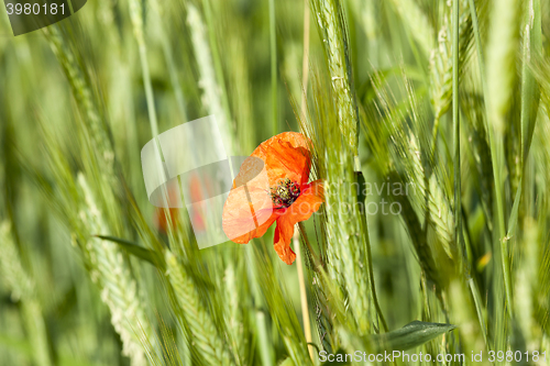 Image of red poppies. summer  