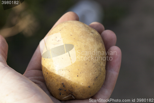 Image of Potatoes in hand  