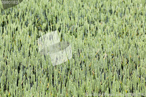 Image of green cereals, close-up  