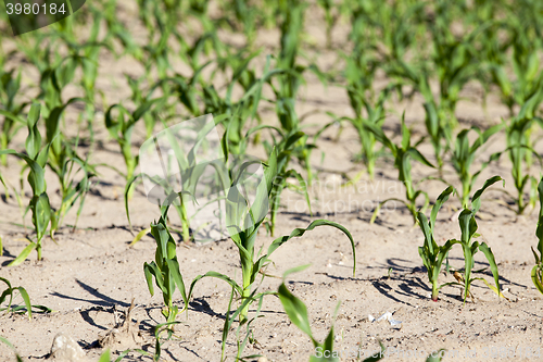 Image of Field of green corn 