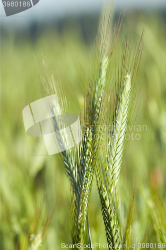 Image of green cereals, close-up  