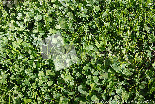Image of Green Clover Background
