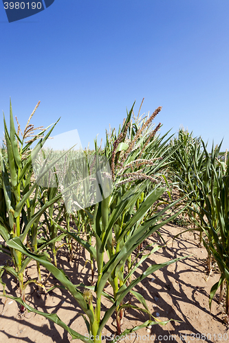 Image of Corn field, summer  