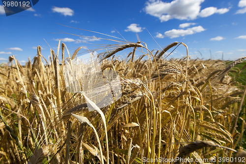 Image of ripe yellow cereals  