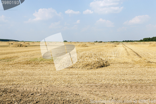 Image of agricultural field with cereal  