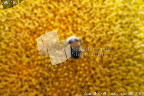 Image of flower Sunflower, close-up  