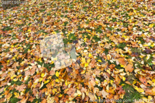 Image of Autumn Park, overcast  