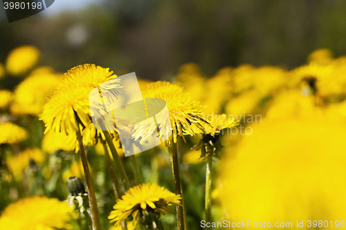 Image of yellow dandelion flowers close up  