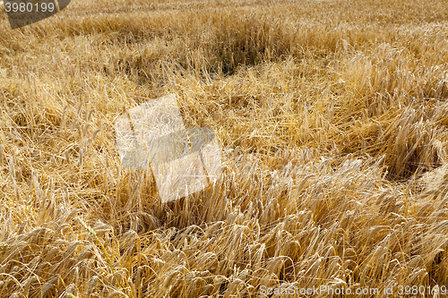 Image of ripe yellow cereals 