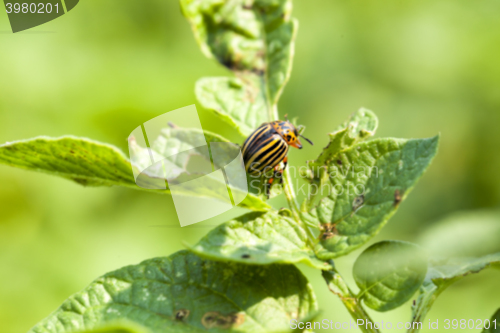 Image of Colorado potato beetle on potatoes  